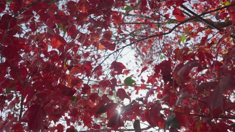 Autumn color red maple leaf under a maple tree and sunlight at Phu Kradueng Stock Footage 167890734