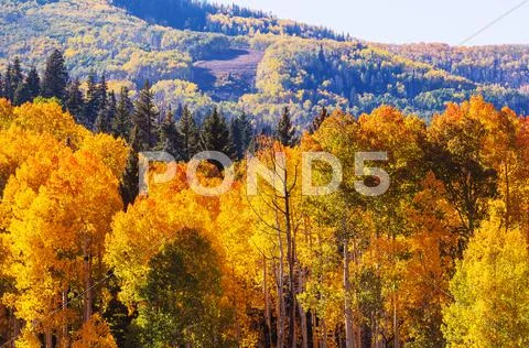 Autumn in Colorado Stock Photos
