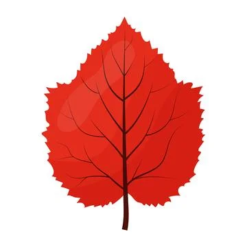 Autumn colored bright leaf highlighted on a white background. Stock Illustration