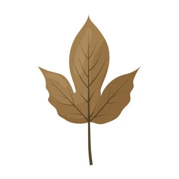 Autumn colored bright leaf highlighted on a white background. Stock Illustration