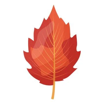 Autumn colored bright leaf highlighted on a white background. Stock Illustration