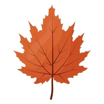 Autumn colored bright leaf highlighted on a white background. Stock Illustration