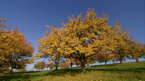 Autumn colored cherry trees on meadow orchard Stock Footage 315431945
