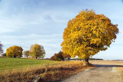 Autumn colored deciduous trees, maple trees Foto stock