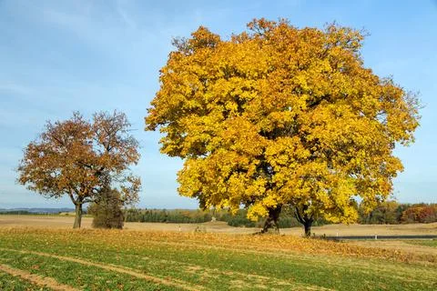 Autumn colored deciduous trees, maple trees Stock Photos