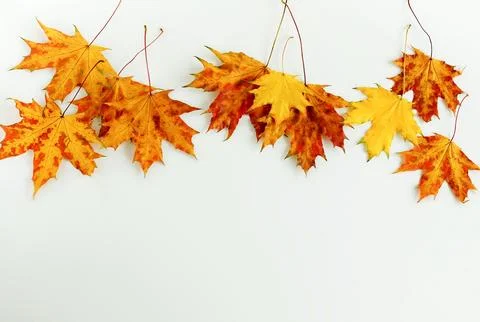 Autumn colored fall leaves frame isolated Stock Photos