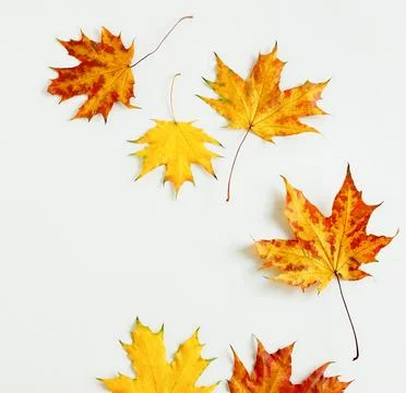 Autumn colored fall leaves frame isolated Stock Photos