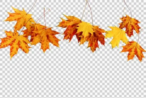 Autumn colored fall leaves frame isolated png file cutout object on transparent  库存照片