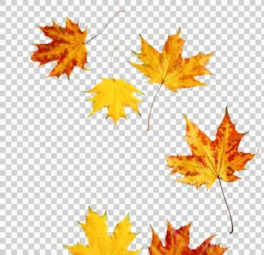 Autumn colored fall leaves frame isolated png file cutout object on transparent  Stock Photos
