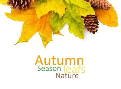 Autumn colored falling leafs isolated on white background Stock Photos
