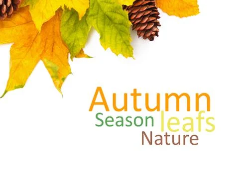 Autumn colored falling leafs isolated on white background Stock Photos