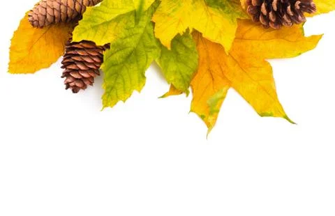 Autumn colored falling leafs isolated on white background Stock Photos