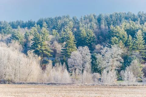 Autumn colored frost covered trees in the New England town of Stowe Vermont U Stock Photos