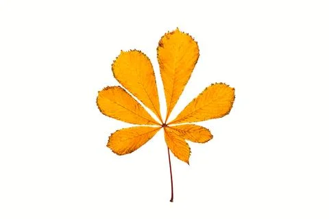 Autumn colored leaf of chestnut tree Stock Photos