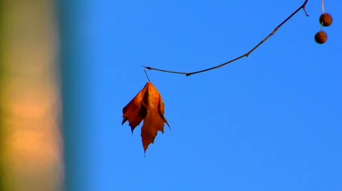 Autumn Colored Leaf Stock-Footage 89992