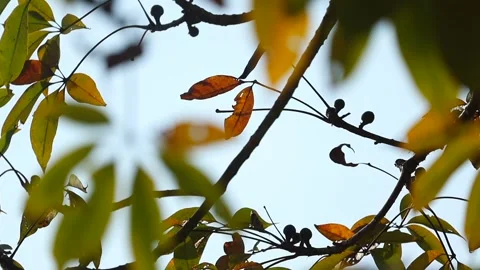 Autumn-Colored Leaves and Tree Branches with Soft Natural Light Stock Footage 327608367