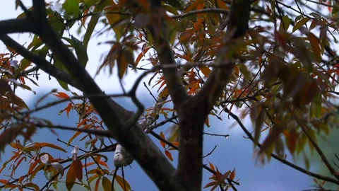 Autumn Colored Leaves and Tree Branches in Natural Forest Setting Video stock 334774578