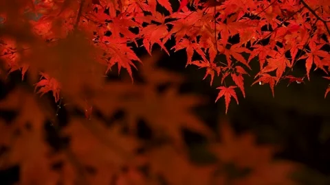 Autumn-colored leaves Video stock 314768701