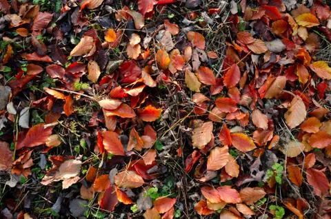 Autumn colored leaves Stock Photos