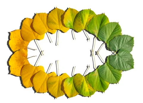 Autumn colored leaves transition from green to yellow like elipse isolated Stock Photos