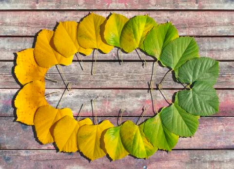 Autumn colored leaves transition from green to yellow like elipse on old wood Stock Photos