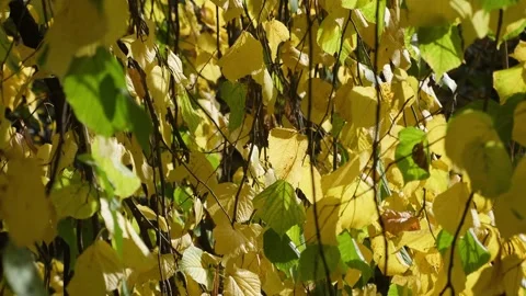 Autumn colored leaves in the wind Stock Footage 168909857