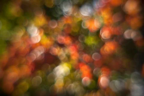 Autumn colored maple leaves in bubbles Stock Photos