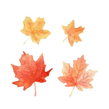 Autumn colored maple leaves Stock Illustration
