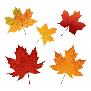 Autumn colored maple leaves set Stock Illustration