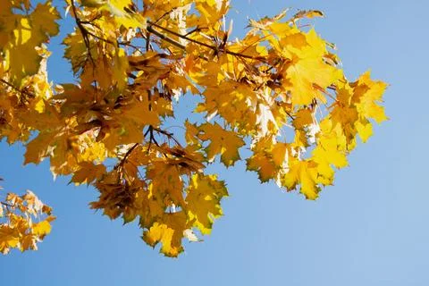 Autumn colored maple tree branch. Fall leaf background. Stock Photos