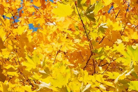 Autumn colored maple tree branch. Fall leaf background. Stock Photos