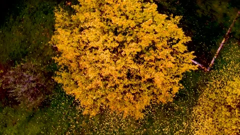 Autumn colored peach tree leafs Stock Footage 164964909