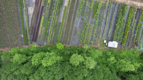 Autumn colored sapling Stock Footage 247088518