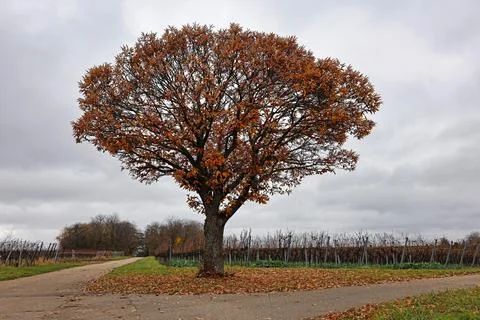 Autumn colored tree Stock Photos