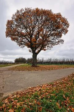 Autumn colored tree Stock Photos
