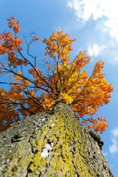 Autumn colored tree top in fall season Stock Photos