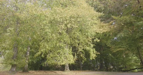 Autumn colored trees in forest in clearing in sunlight Stock Footage 219732990