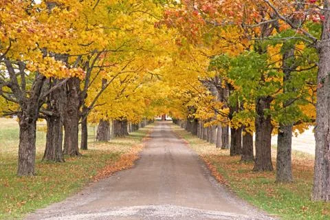 Autumn colored trees on a long path Stock Photos