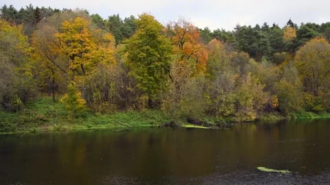 Autumn colored trees next to river Stock Footage 259652887