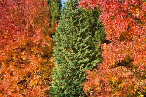 Autumn colored trees Stock Photos