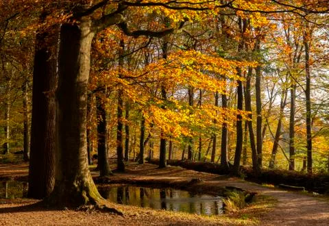 Autumn colored trees Stock Photos