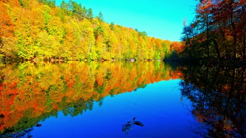 Autumn colored trees reflecting in lake 8k video Stock Footage 320791780
