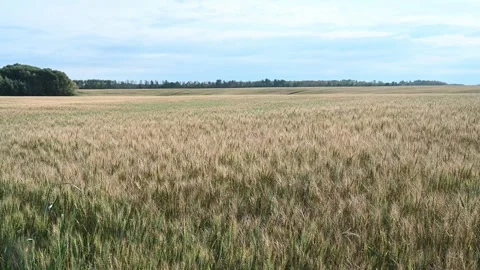 Autumn colored wheat in a large field moving in the wind under a cloud filled Stock Footage 302207535