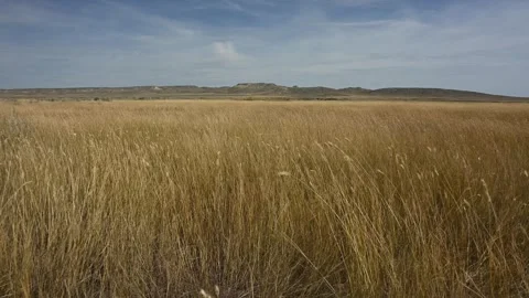 Autumn colored wild grass is blowing in a strong wind under a blue sky  Stock Footage 285553140