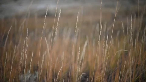 Autumn colored wild grass blowing in the wind with a blurry background.  Stock Footage 293512073