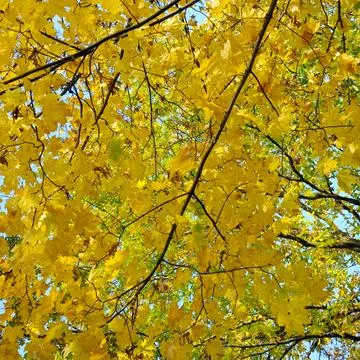 Autumn colored yellow maple tree branch on sunny blue sky. Foto stock
