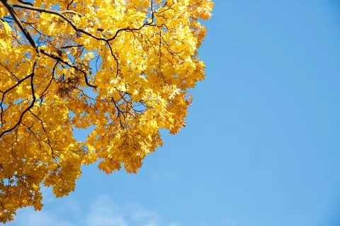 Autumn colored yellow maple tree branch isolated on sunny blue sky. Yellow and Stock Photos