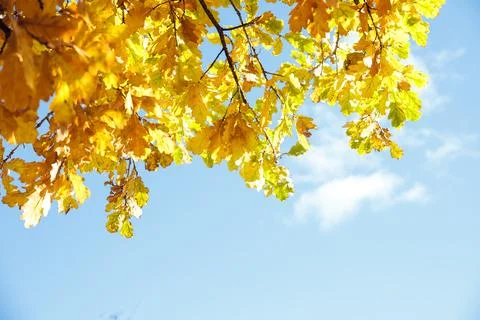 Autumn colored yellow maple tree branch isolated on sunny blue sky. Yellow and Stock Photos