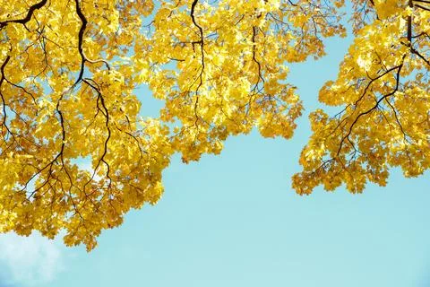 Autumn colored yellow maple tree branch isolated on sunny blue sky. Yellow and Stock Photos