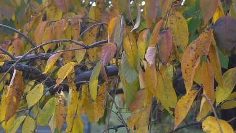 Autumn colorfool tree Stock Footage 118774430